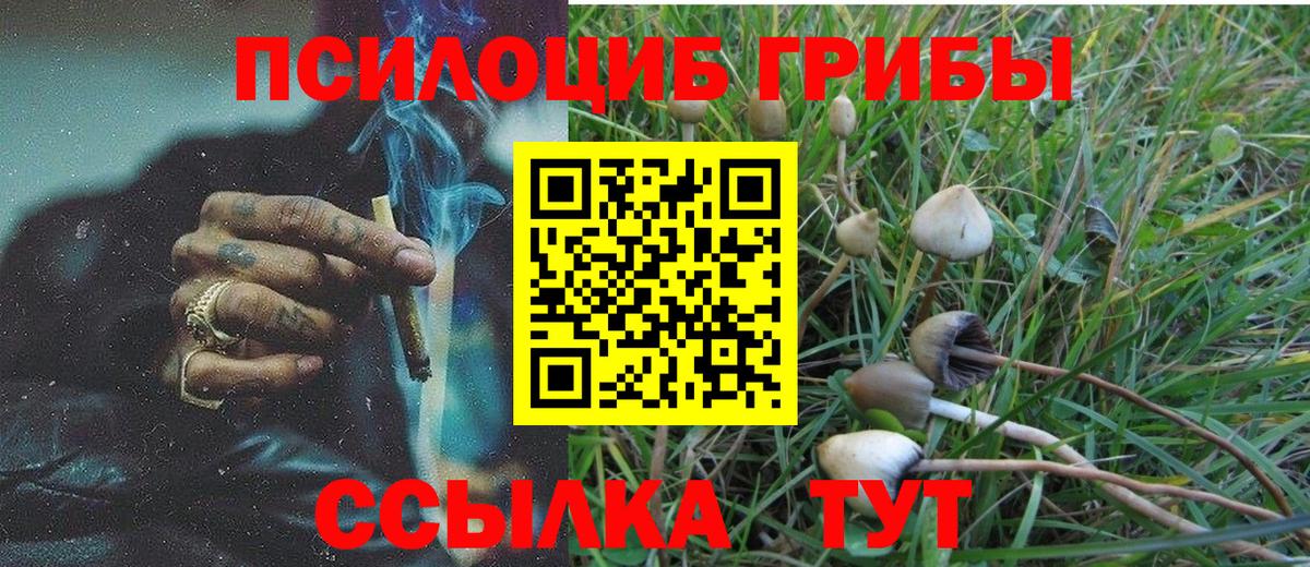 Псилоцибиновые грибы Psilocybine cubensis Гулькевичи